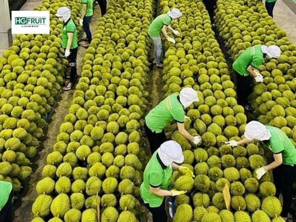 Việt Nam đẩy nhanh cải cách để hỗ trợ xuất khẩu sầu riêng sang Trung Quốc
