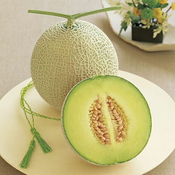 Dưa lưới musk melon