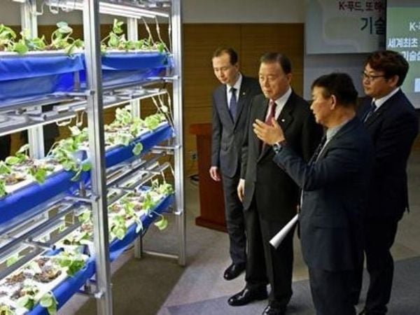 Dâu tây Hàn Quốc quanh năm ứng dụng công nghệ nông nghiệp