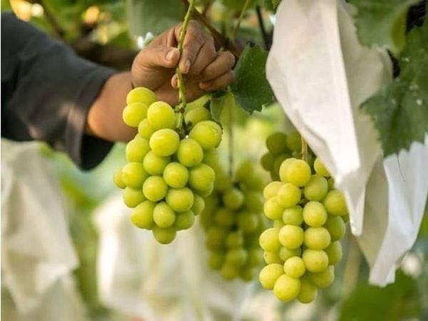 Tăng cường bảo vệ các giống cây trồng do Nhật Bản phát triển