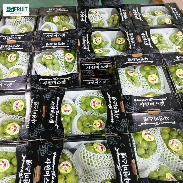 Thùng nho sữa Hàn Quốc