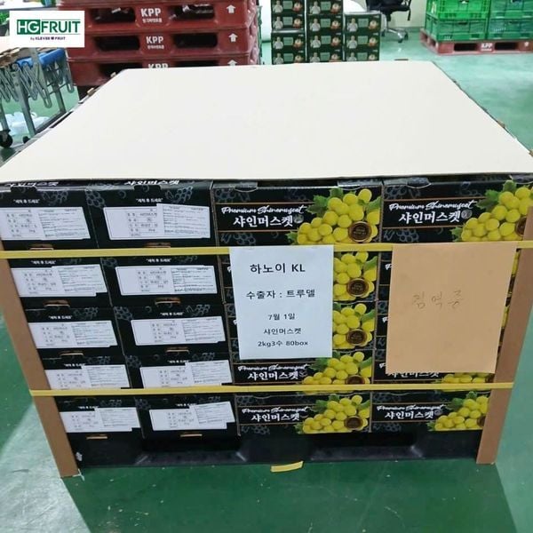 Nho Sữa hàn quốc nhập khẩu chính ngạch tại Hoàng Giang Fruit
