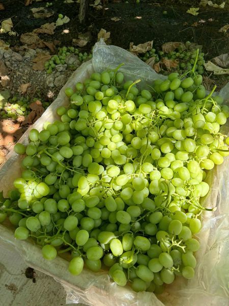 Nho xanh mỹ giá tốt tại Hoàng Giang Fruit