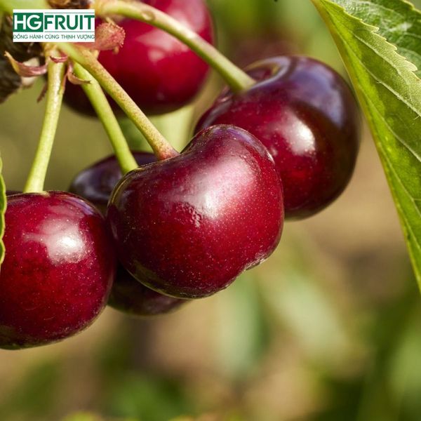 Vườn Cherry Úc vào độ thu hoạch