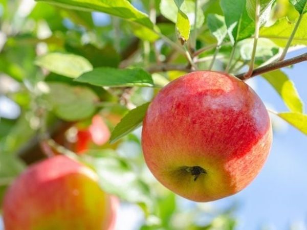 Táo là một trong những loại trái cây tốt cho mẹ bầu