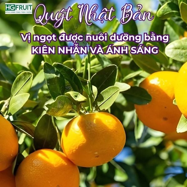 Quýt Nhật Bản – Giống Unshu cao cấp từ Ehime