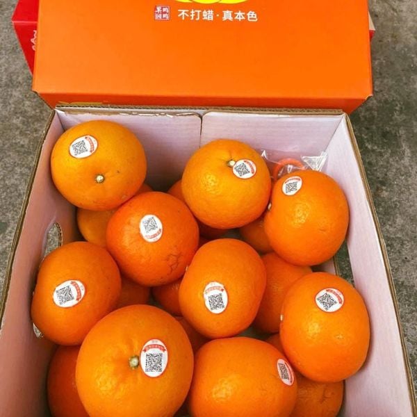 Quýt Ohra nội địa trung