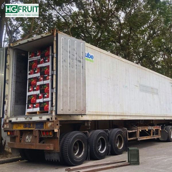 Táo Ever Crisp Mỹ số lượng lớn, giá sỉ tốt nhất