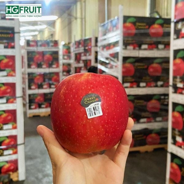 Táo Ever Crisp Mỹ số lượng lớn, giá sỉ tốt nhất