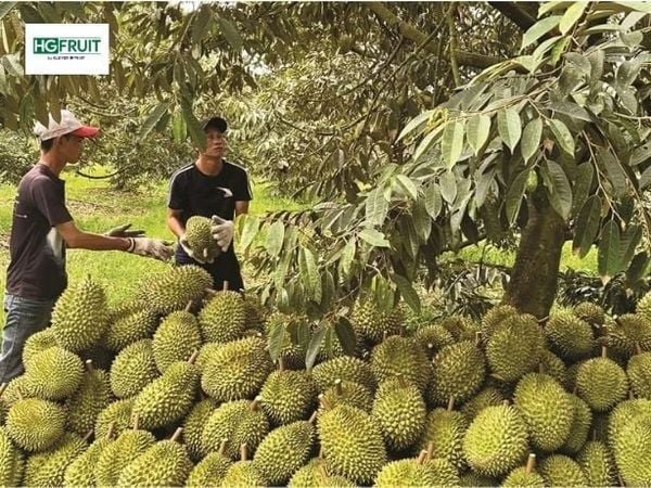Vườn trồng sầu riêng đạt chuẩn