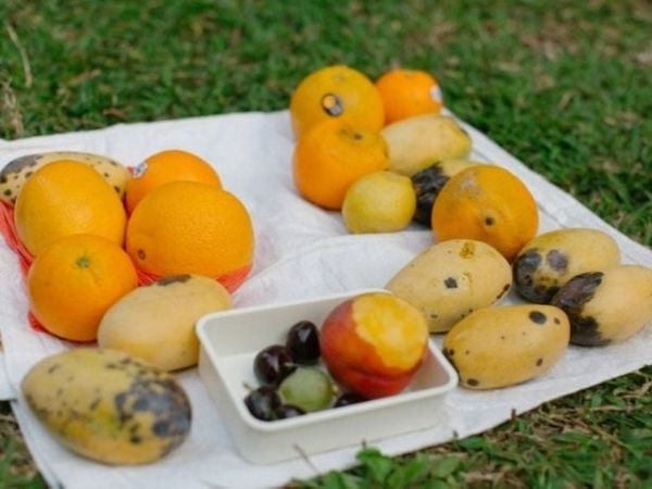 trái cây lỗi, hỏng