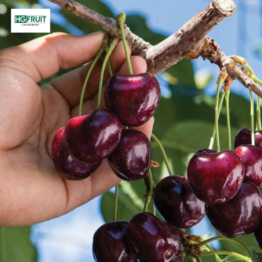 Cherry