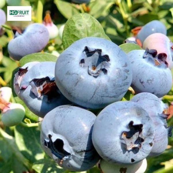trái việt quất úc