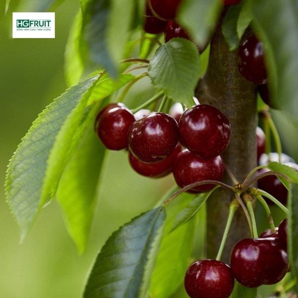 Vườn Cherry Úc
