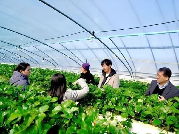 Dâu tây Hàn Quốc quanh năm trong nhà kính công nghệ cao