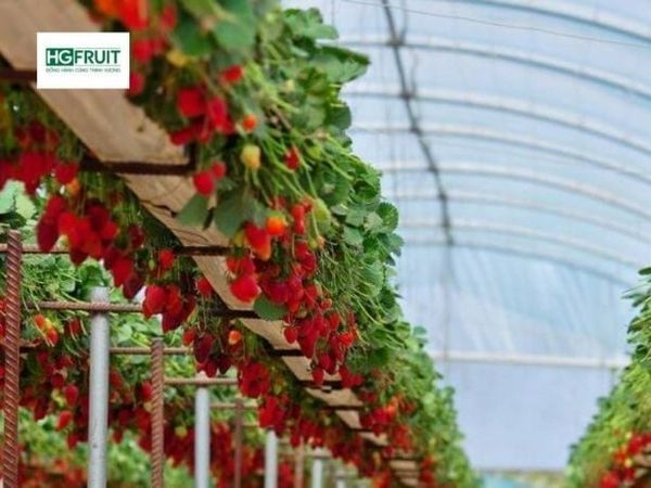 Vườn Dâu tây Hàn Quốc