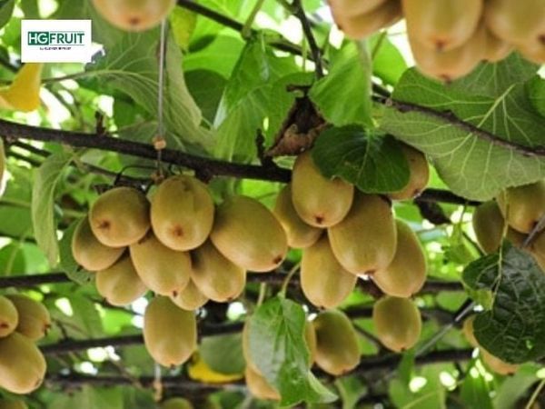 Kiwi Vàng New Zealand chất lượng cao từ nông trại