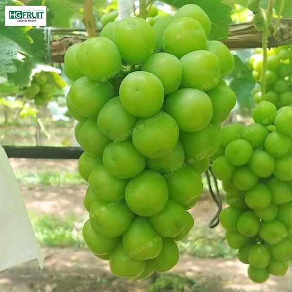 vườn nho sửa hàn quốc