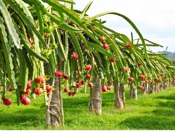 Vườn trái cây nhiệt đới