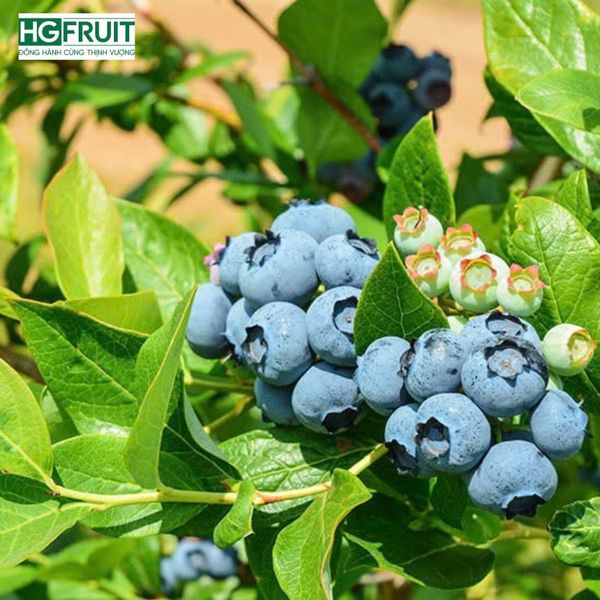 Những trái việt quất tươi đến độ thu hoạch