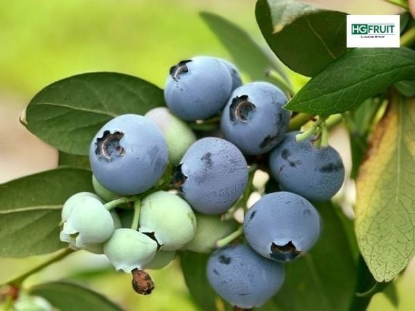 Vườn Việt Quất Eureka