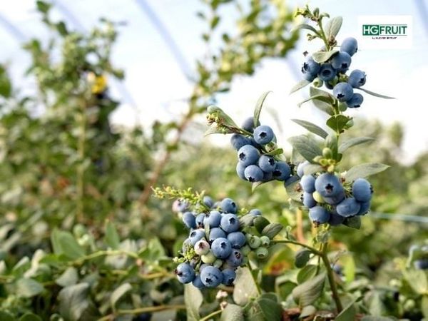 Vườn Việt Quất Eureka Úc