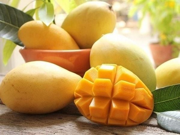 Xoài cát Hòa Lộc