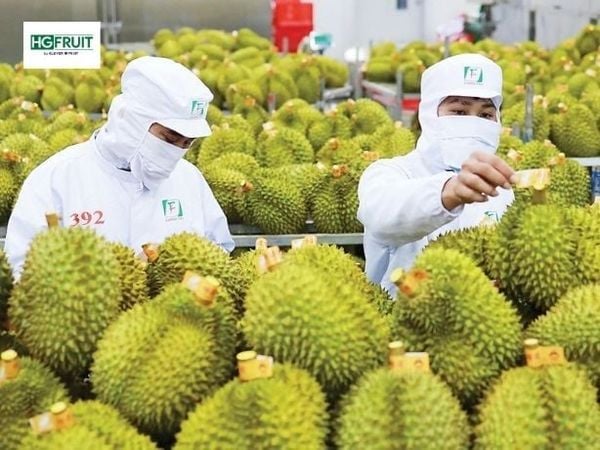 Sầu riêng Việt Nam chuyển dịch sang cạnh tranh bằng chất lượng