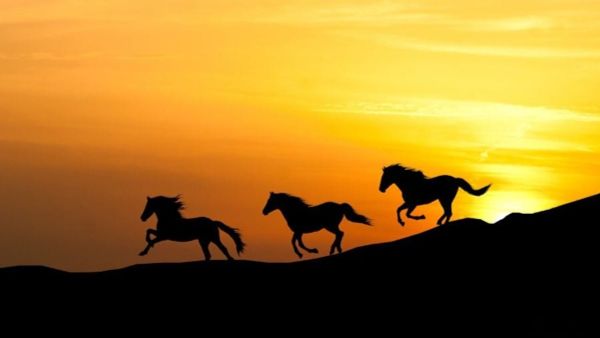 Tặng quà cho người tuổi Ngọ: Nghệ thuật chọn quà