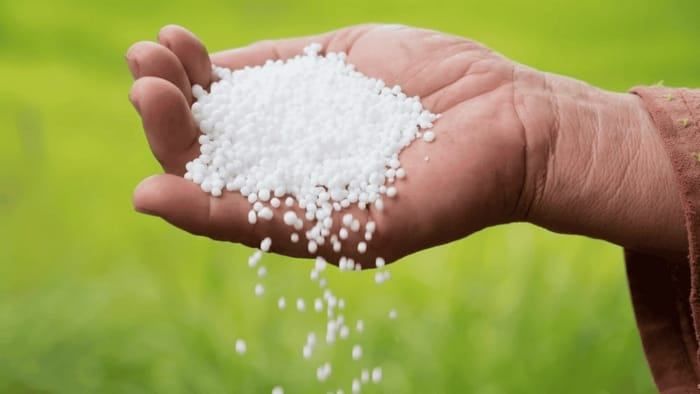 NBPT là gì? Công nghệ giúp tiết kiệm đạm Urea và tăng năng suất cây trồng
