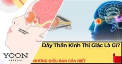 Dây Thần Kinh Thị Giác Là Gì? Những Điều Bạn Cần Biết