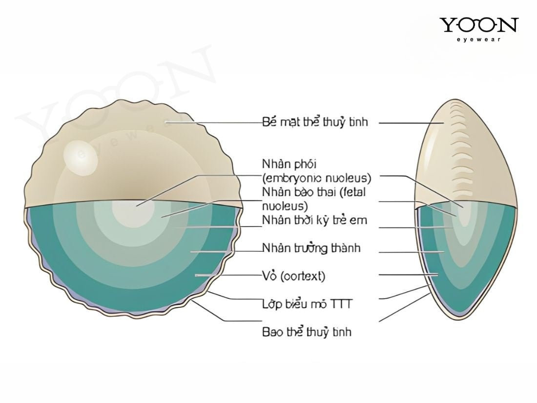 CẤU TẠO CỦA THỦY TINH THỂ GỒM NHỮNG PHẦN NÀO?