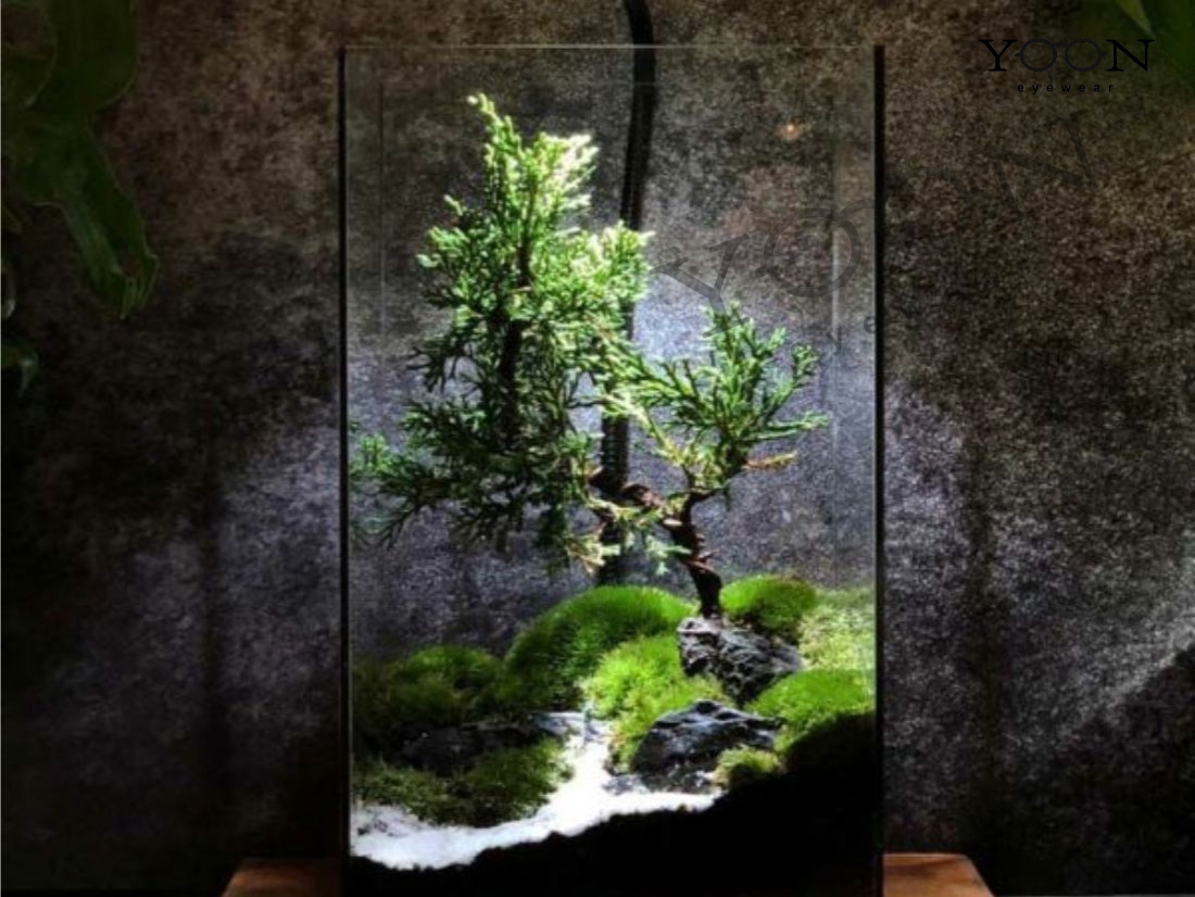 Cây Cảnh Mini Hoặc Terrarium