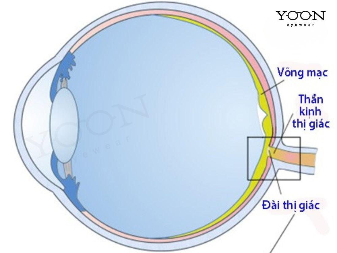 CẤU TẠO CỦA DÂY THẦN KINH THỊ GIÁC