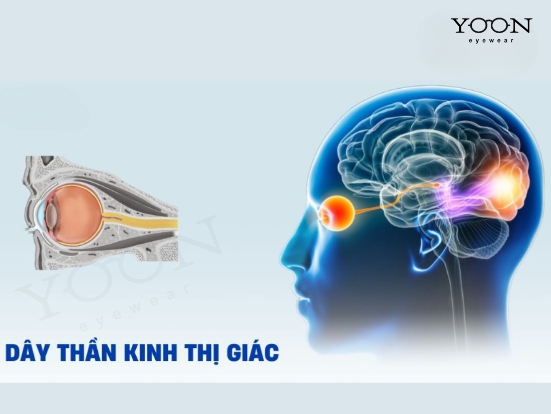 DÂY THẦN KINH THỊ GIÁC LÀ GÌ?