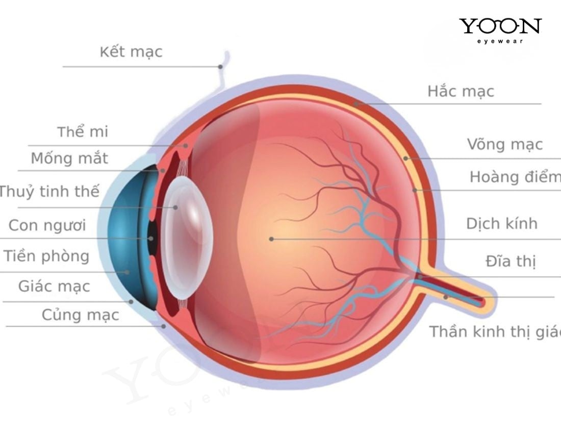 HOẠT ĐỘNG CỦA MẮT