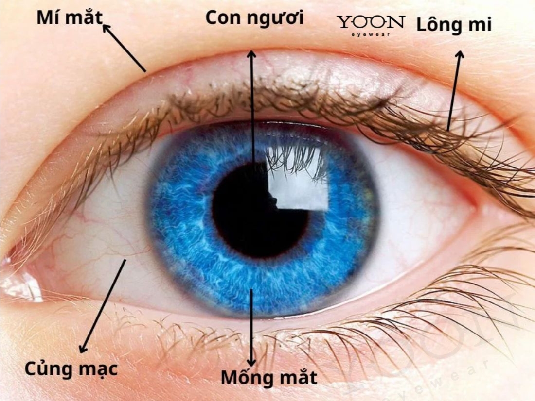 MÀU MẮT HÌNH THÀNH TỪ ĐÂU?