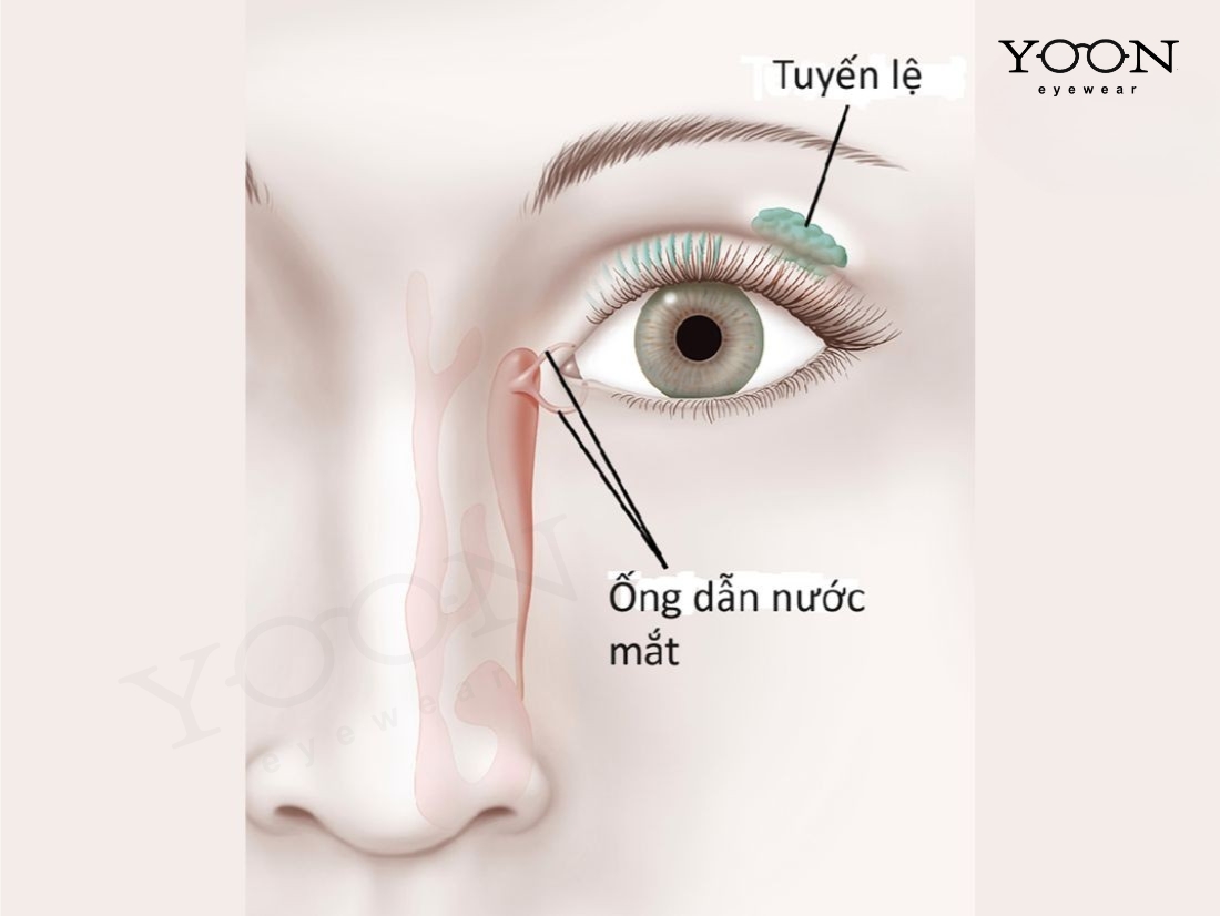 THÔNG TUYẾN LỆ LÀ GÌ?