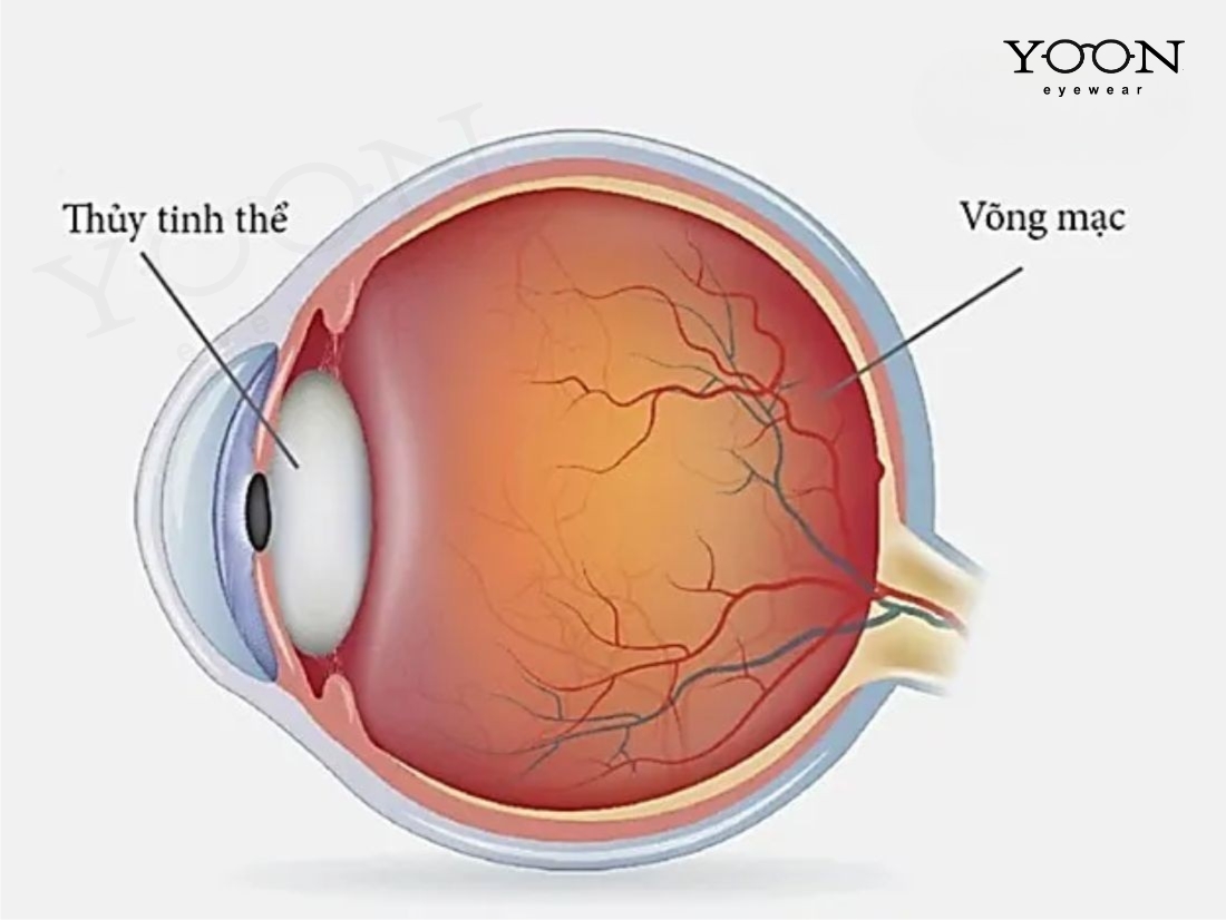 THỦY TINH THỂ CỦA MẮT LÀ GÌ?