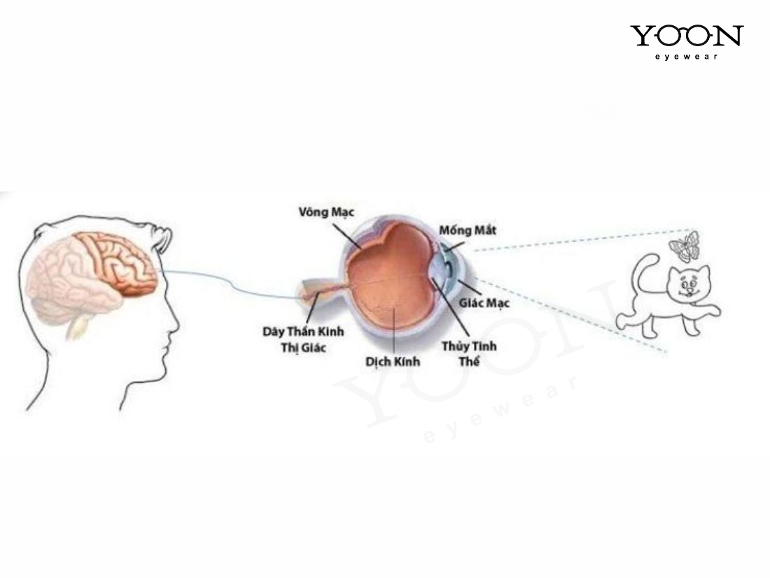 THỊ GIÁC MẮT HOẠT ĐỘNG THẾ NÀO?