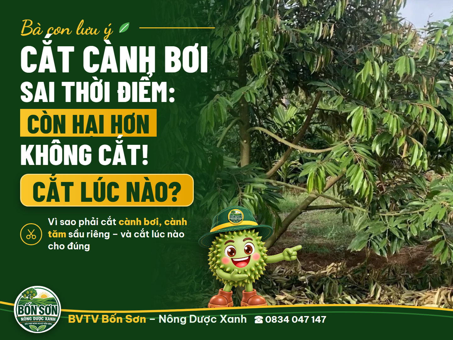 Cành bơi sầu riêng: cắt khi nào, cắt sao cho đúng để cây khỏe, trái chắc?