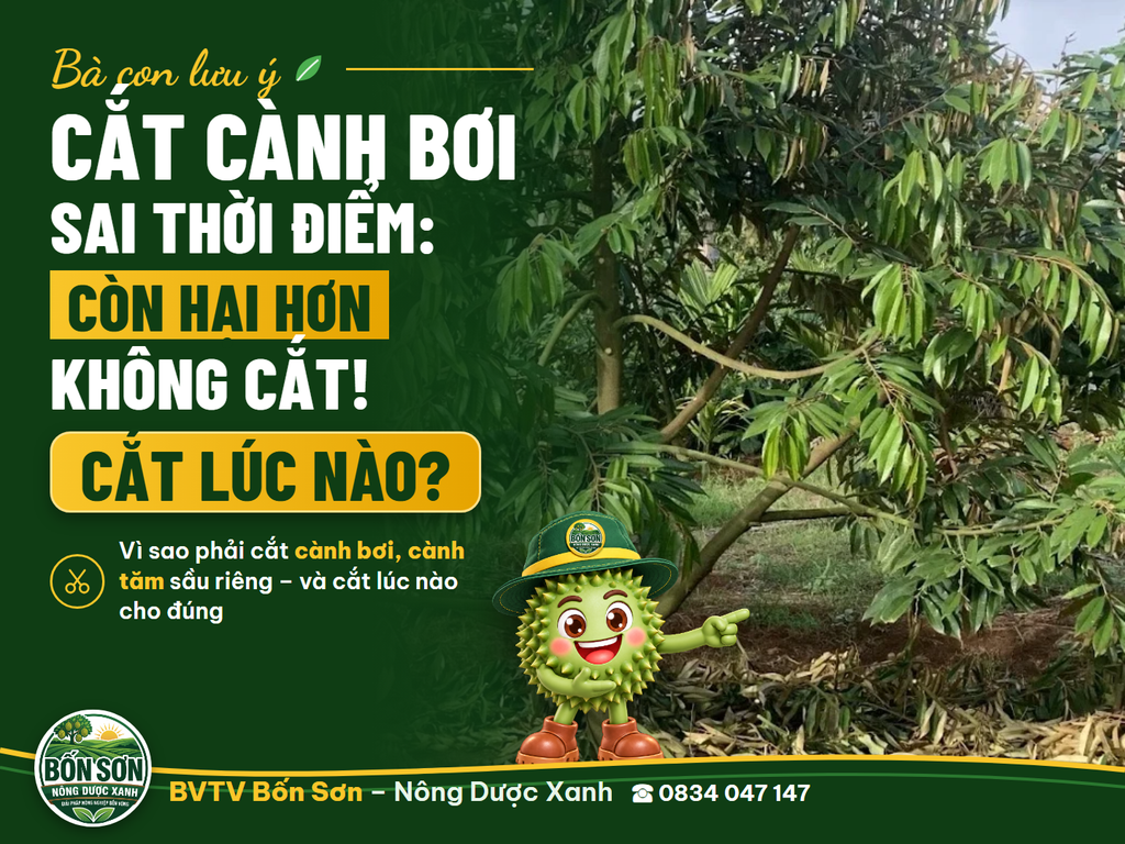 Cành bơi sầu riêng: cắt khi nào, cắt sao cho đúng để cây khỏe, trái chắc?