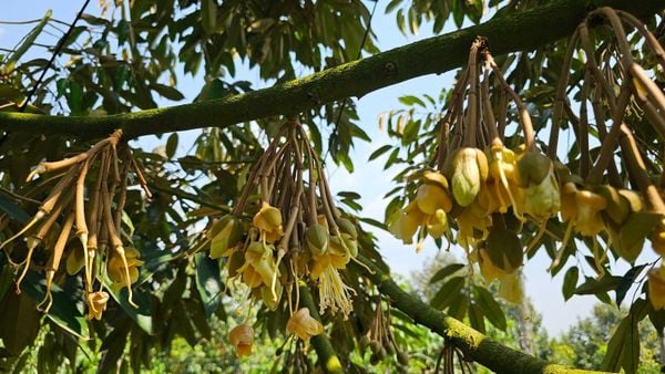 Cứu Sầu Riêng Xổ Nhụy Mùa Nắng Nóng: 6 Nguyên Tắc Vàng Để Không Bị Rụng Trái Non