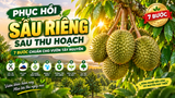 Bật mí 7 bước phục hồi sầu riêng Tây Nguyên sau thu hoạch giúp cây bung cơi đọt cực mạnh