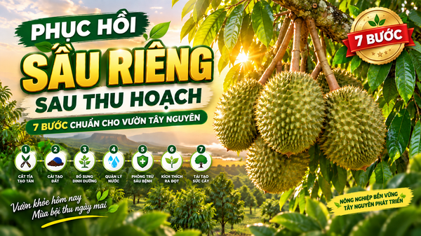 Bật mí 7 bước phục hồi sầu riêng Tây Nguyên sau thu hoạch giúp cây bung cơi đọt cực mạnh