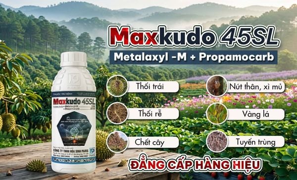 Thuốc trừ bệnh Maxkudo 45SL đặc trị nấm Phytophthora gây thối rễ sầu riêng