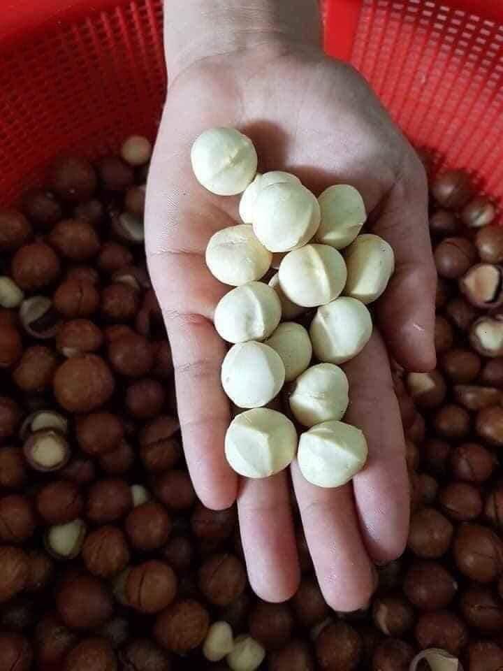 Gia Công Macca (OEM) Đắk Lắk | Sản Xuất – Đóng Gói Theo Thương Hiệu Riêng