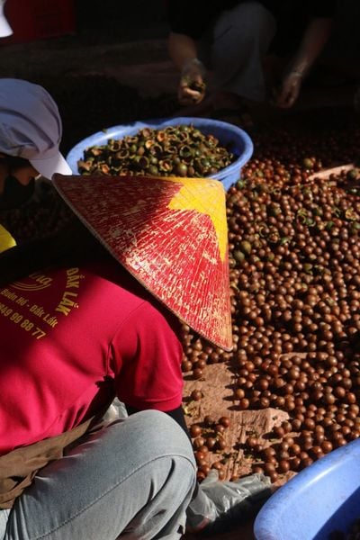 Dịch Vụ Gia Công Hạt Macca Chuyên Nghiệp Tại Đắk Lắk