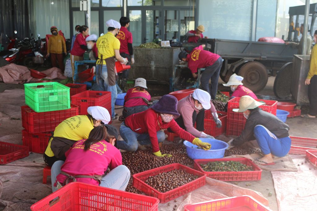 Mắc ca Đắk Lắk – Chuyển đổi xanh để vươn xa thị trường quốc tế