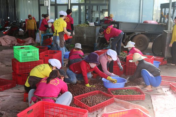 Mắc ca Đắk Lắk – Chuyển đổi xanh để vươn xa thị trường quốc tế